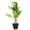 Sztuczna roślina Alocasia 55cm